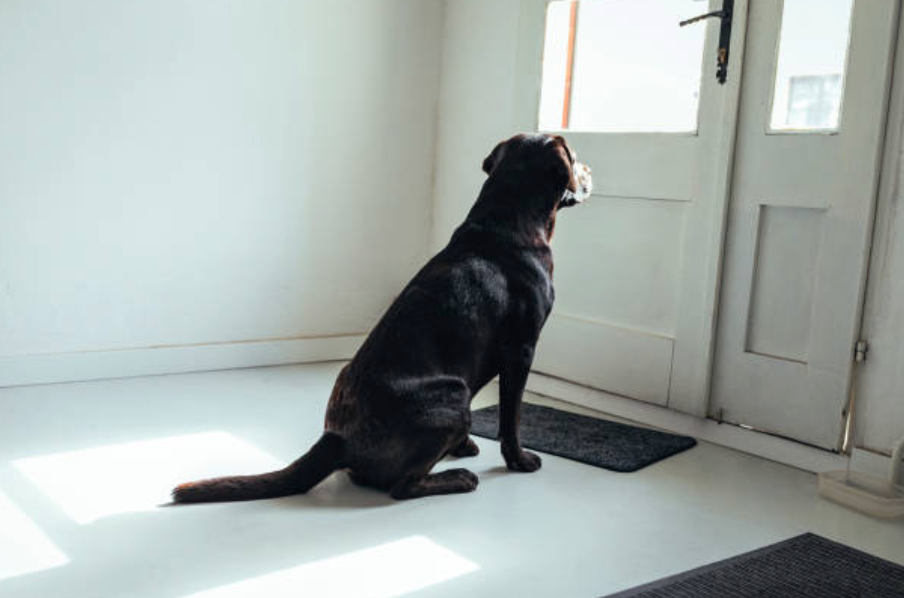 What does your dog actually do all day while you're at work?