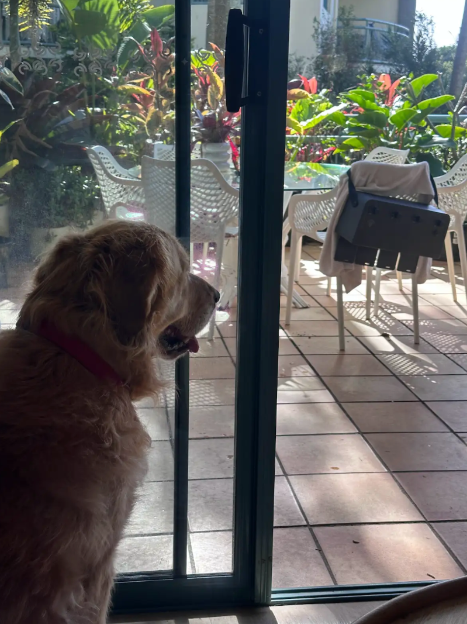 What Is Scheduled Enrichment? Why the Timing of Your Dog's Enrichment Matters