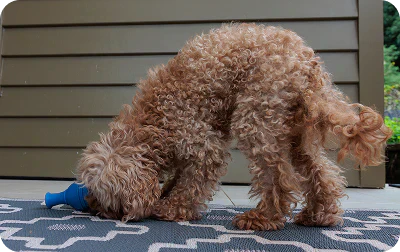 How to Avoid Attachment Anxiety in Dogs: A Human–Dog Partnership Guide